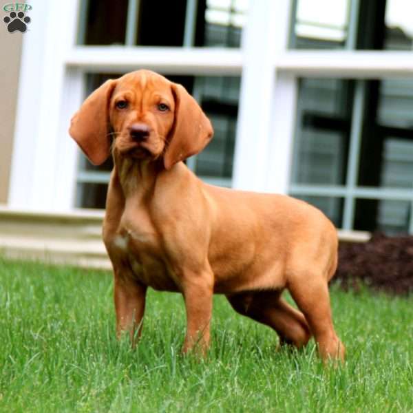 Bryson, Vizsla Puppy