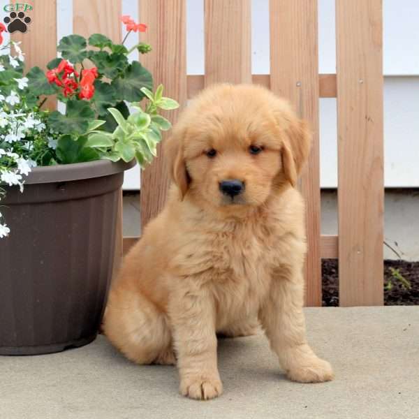 Bubbles, Golden Retriever Puppy