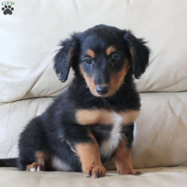 Buck, Sheltie Mix Puppy