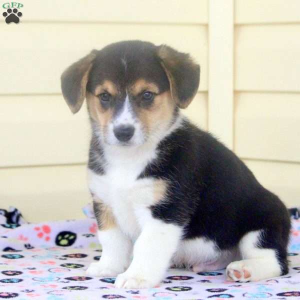 Buck, Pembroke Welsh Corgi Puppy