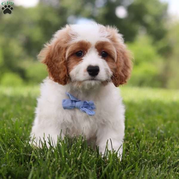 Buddy, Cavachon Puppy