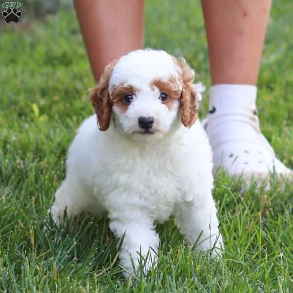 Buddy, Miniature Poodle Puppy