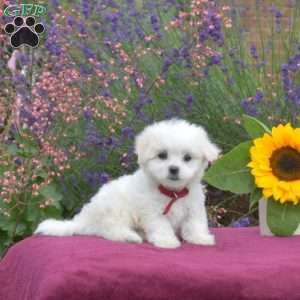 Buddy, Maltese Puppy