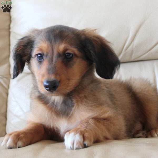 Buddy, Sheltie Mix Puppy