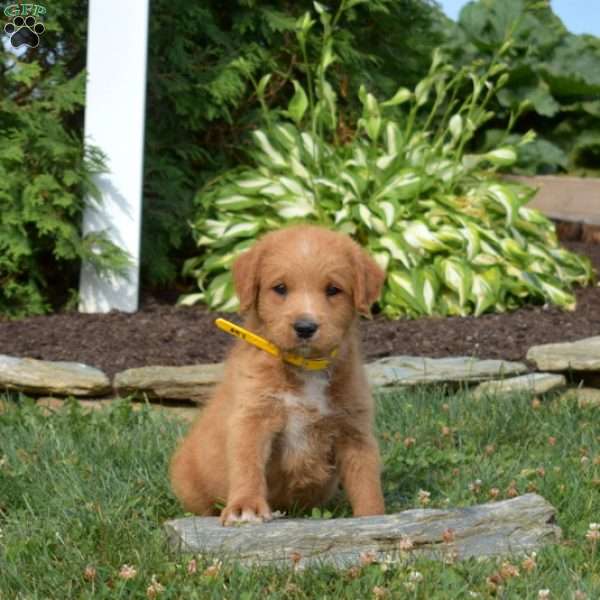 Buddy, Mini Labradoodle Puppy