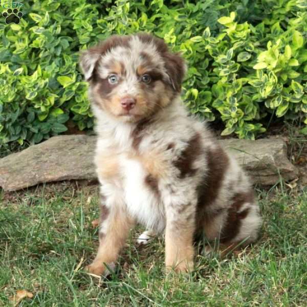 Buddy, Australian Shepherd Puppy