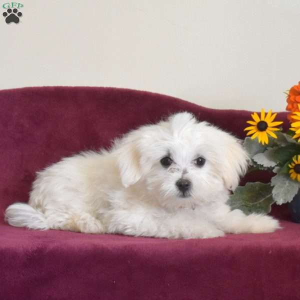 Buddy, Maltese Puppy