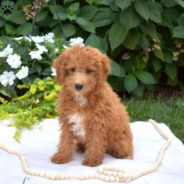 Buddy, Miniature Poodle Puppy