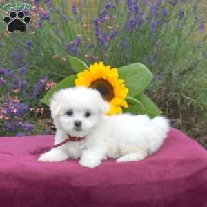 Buddy, Maltese Puppy