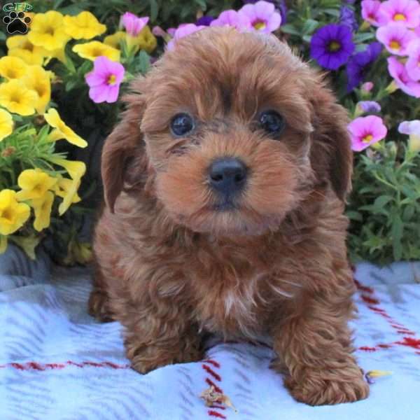 Buster, Yorkie Poo Puppy