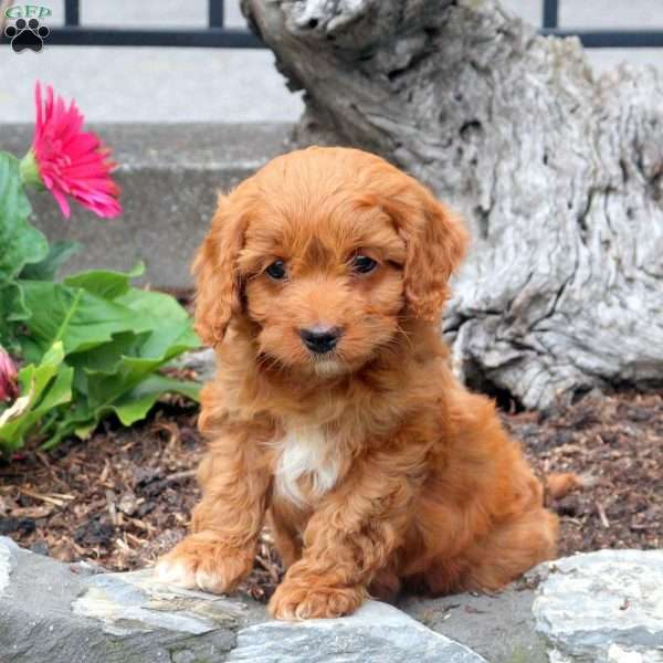 Buster, Cavapoo Puppy