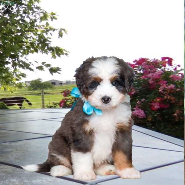 Buster, Mini Bernedoodle Puppy