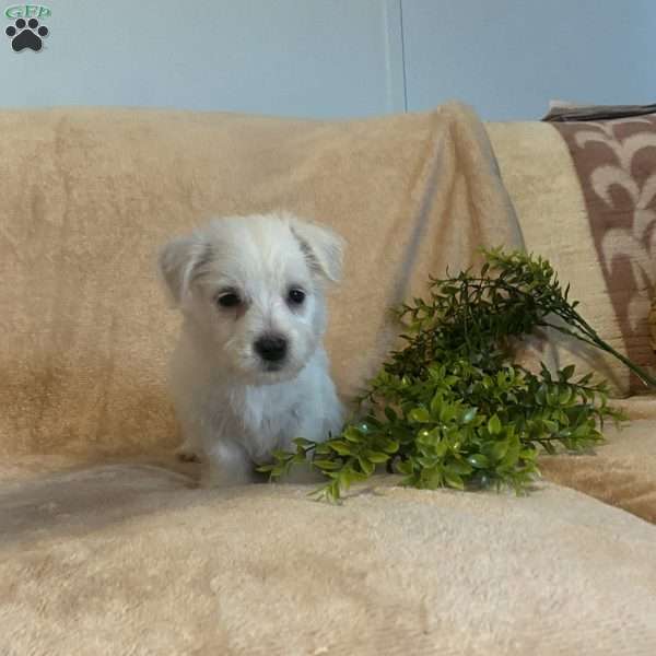 Waldo, Westie Mix Puppy