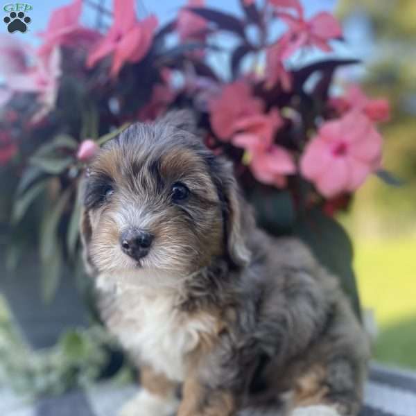 Duke, Mini Bernedoodle Puppy