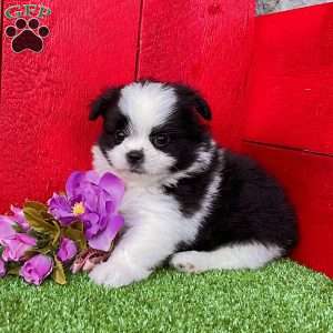 Cutie, Shih-Pom Puppy