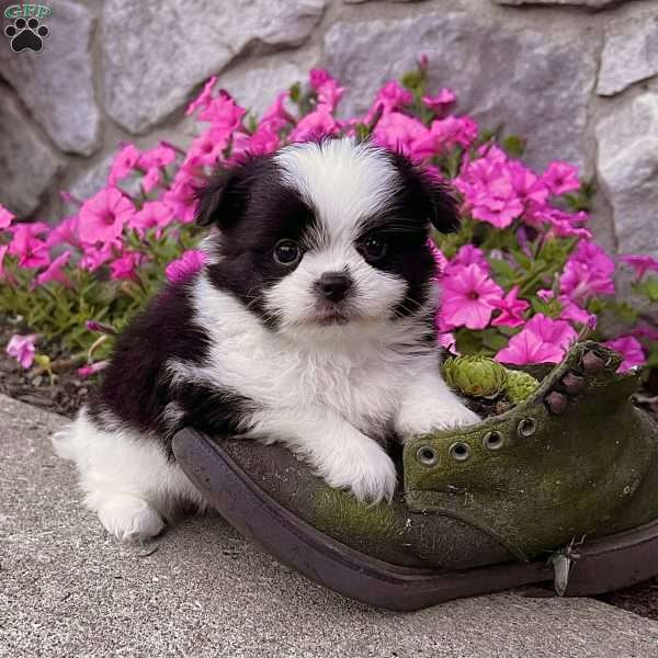 Cutie, Shih-Pom Puppy