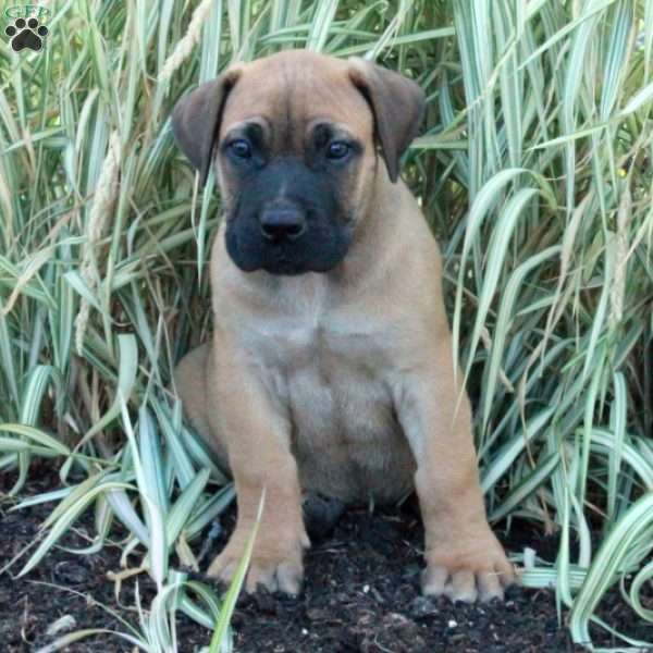 Cairo - African Boerboel Puppy For Sale in Pennsylvania