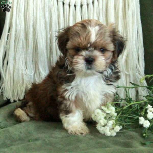 Caleb, Shih Tzu Puppy