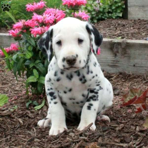 Callum, Dalmatian Puppy