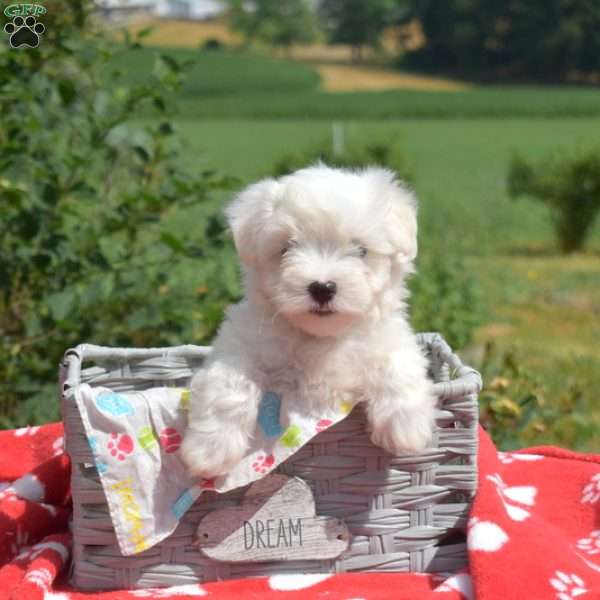 Camper, Maltese Puppy