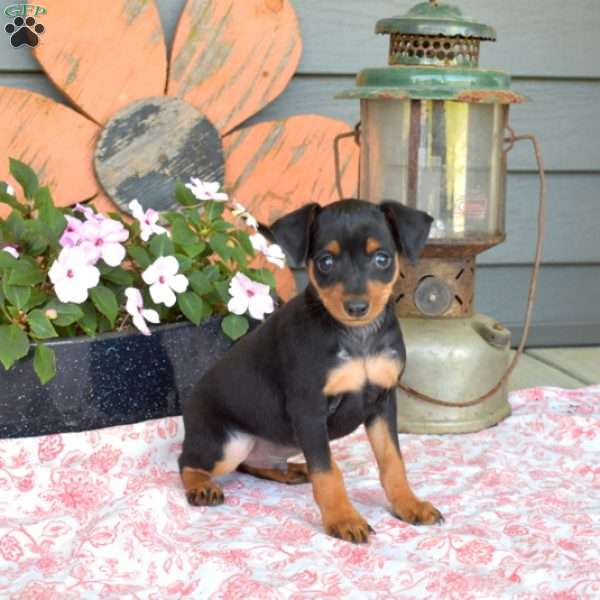 Camper, Miniature Pinscher Puppy