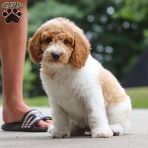 Candy, Standard Poodle Puppy