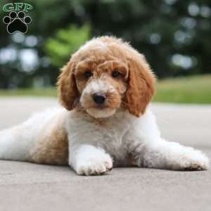Candy, Standard Poodle Puppy