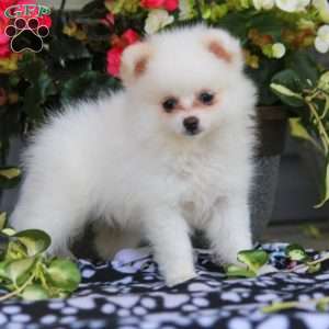 Pomeranian Puppies For Sale - Greenfield Puppies