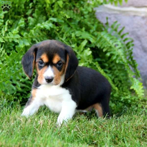 Carla, Beagle Puppy