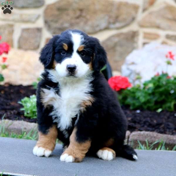 Carla, Bernese Mountain Dog Puppy