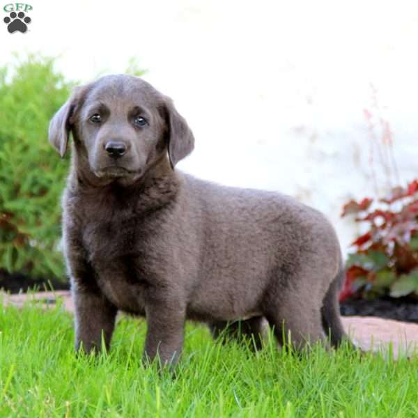 Carla, Labradoodle Puppy