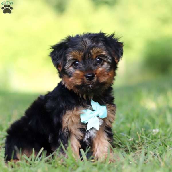 Carlos, Yorkie Puppy