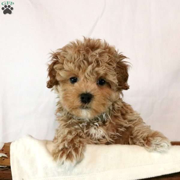 Caroline, Maltipoo Puppy