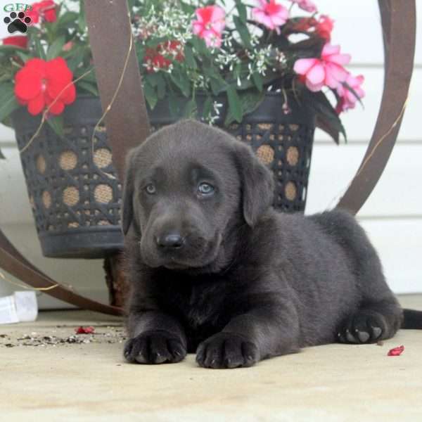 Carson, Charcoal Labrador Retriever Puppy