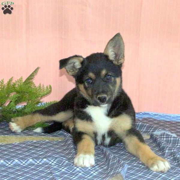 Carson, German Shepherd Mix Puppy