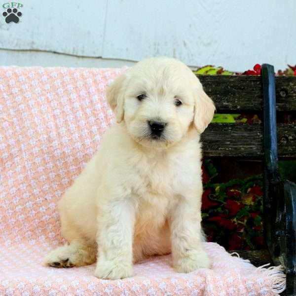 Carter, Mini Goldendoodle Puppy