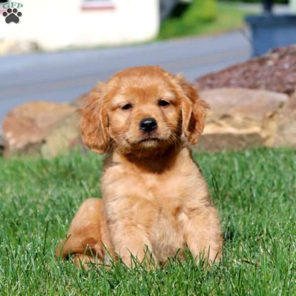 Carter, Miniature Golden Retriever Puppy