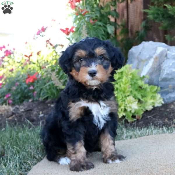 Carter, Mini Bernedoodle Puppy