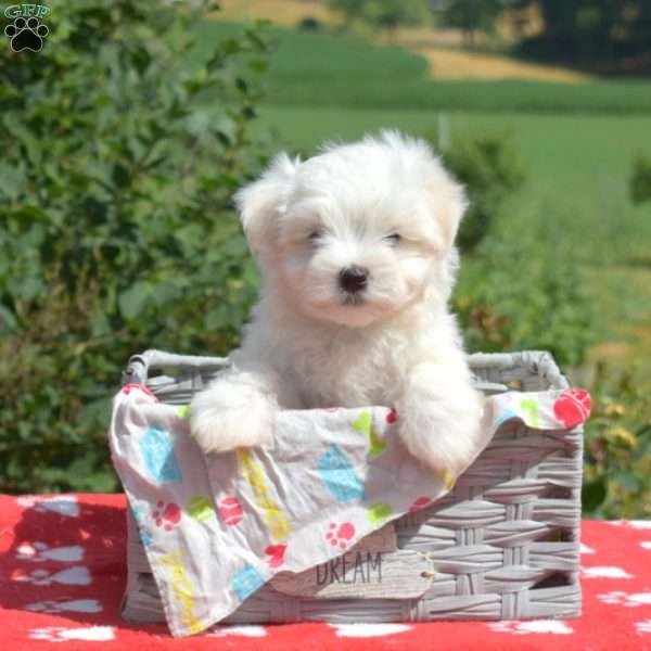 Cashew, Maltese Puppy