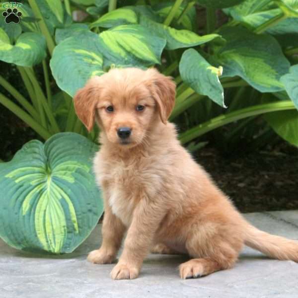 Cassidy, Golden Retriever Puppy