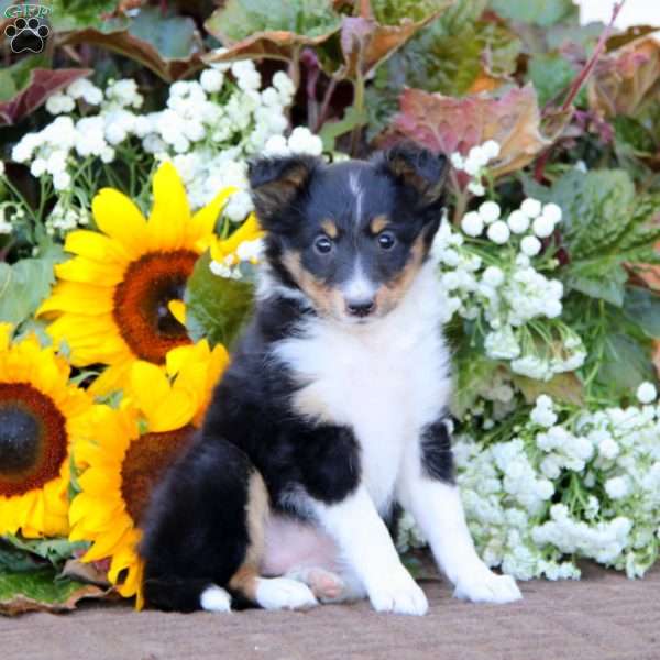 Cassidy, Sheltie Puppy