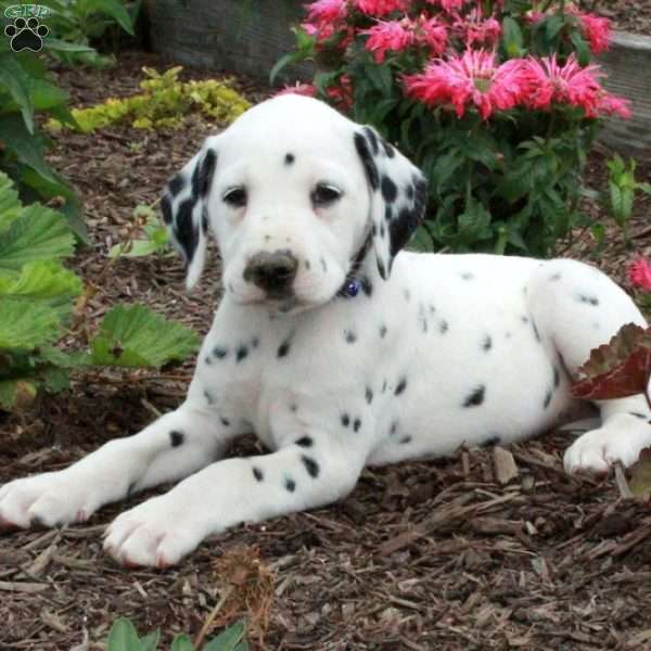 Cassie, Dalmatian Puppy