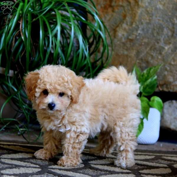 Cassie, Cavachon Puppy