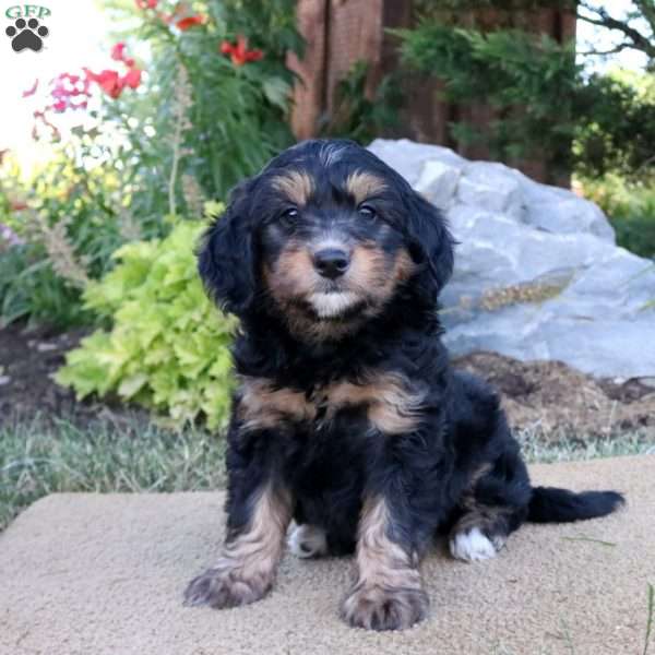 Cassie, Mini Bernedoodle Puppy