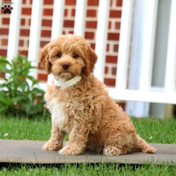 Cassy, Cockapoo Puppy