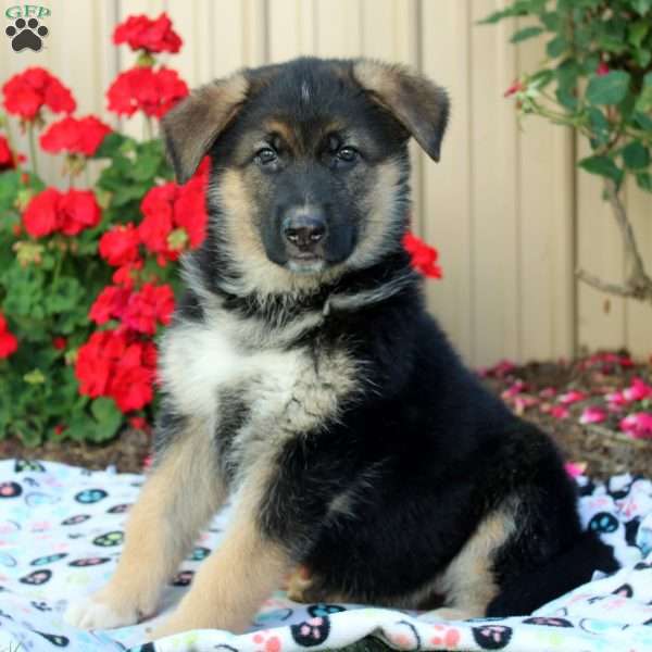 Cathy, German Shepherd Puppy