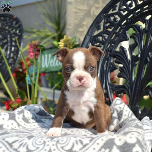 Cathy, Boston Terrier Puppy