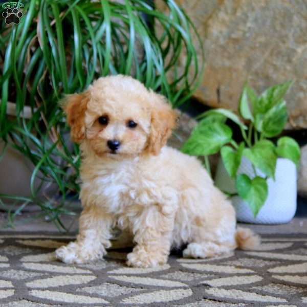 Cayde, Cavachon Puppy