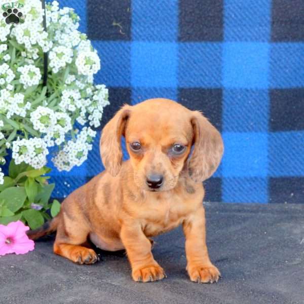 Cayla, Dachshund Puppy