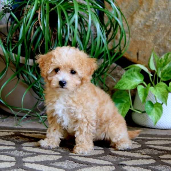 Cayla, Cavachon Puppy